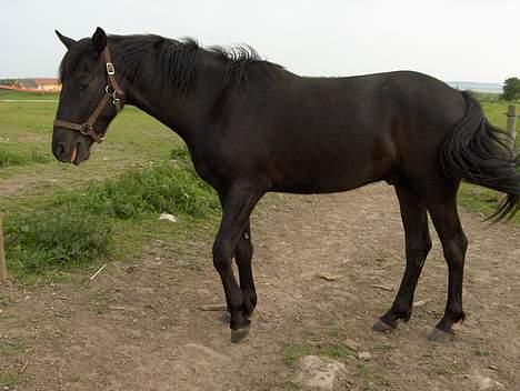 Knabstrupper Nikolas - Den lille fine hypper.. billede 1