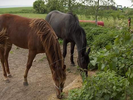 Knabstrupper Nikolas - Mathilde og Nikolas der spiser middagsmad af et bræt fordi de har ødelagt krybberne ved at bruge dem som kløtræ.. billede 2