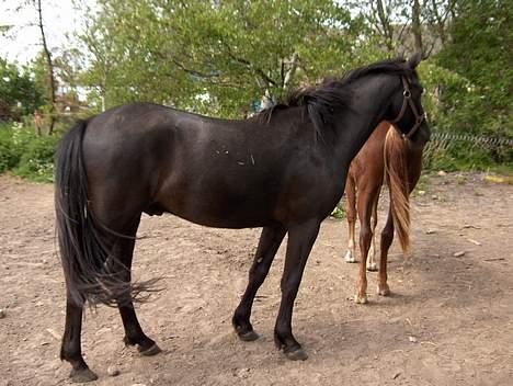 Knabstrupper Nikolas billede 3