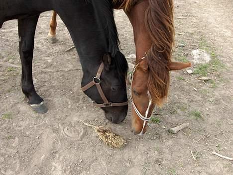 Knabstrupper Nikolas - Man fandt lige noget man kunne lege med.. billede 4
