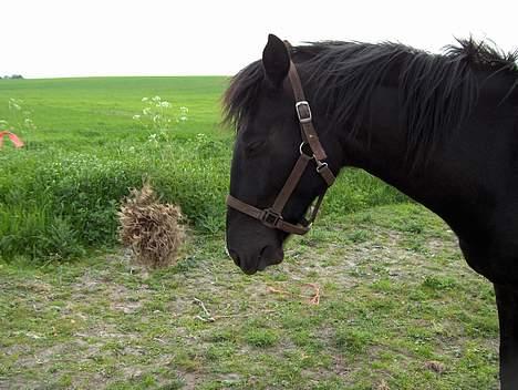 Knabstrupper Nikolas - Den kan svinges!! billede 5