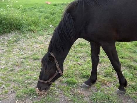 Knabstrupper Nikolas billede 6