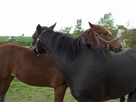 Knabstrupper Nikolas - Man kan vist godt se at vi er kærester... billede 7