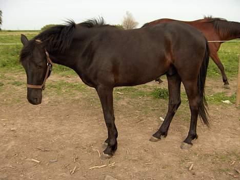 Knabstrupper Nikolas - ager lige en slapper.. billede 8