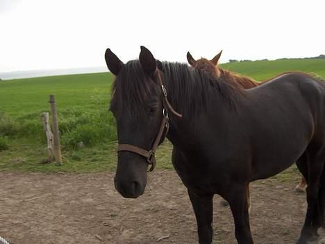 Knabstrupper Nikolas billede 9