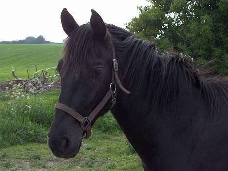 Knabstrupper Nikolas - Flad ud!! billede 10