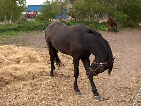 Knabstrupper Nikolas - Nu klør det altså! billede 11