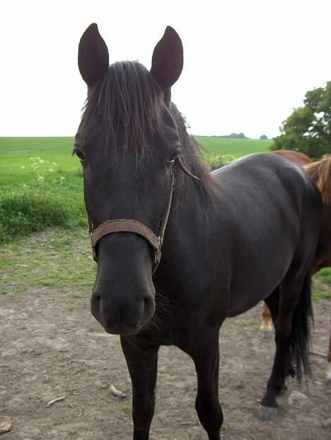 Knabstrupper Nikolas - Hakuna Matata!! billede 12