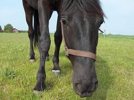 Knabstrupper Nikolas - kukkelure... billede 13