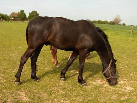 Knabstrupper Nikolas billede 14