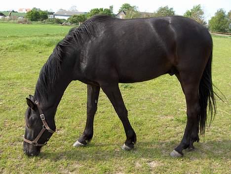 Knabstrupper Nikolas billede 15