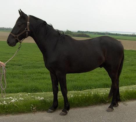 Knabstrupper Nikolas billede 16