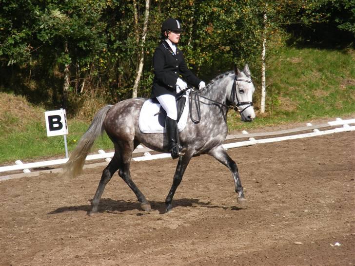 DSP Svanfolks Emma  - Distriksstævne Viborg, september 2007 billede 6