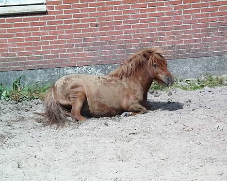 Shetlænder Magic Flame Zigzag <3 - UHA..... ponyen kan ikk komme op! billede 19