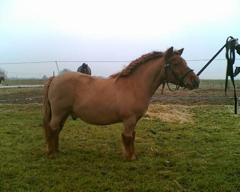 Shetlænder Magic Flame Zigzag <3 - NÅÅÅ..... så sød så sød!! billede 20