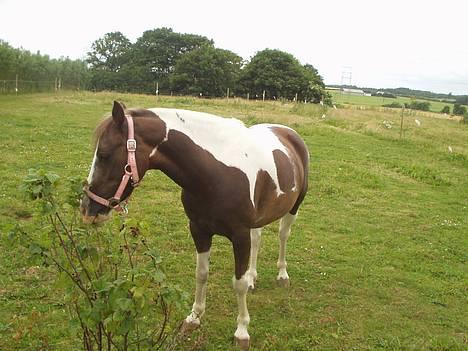 Pinto Blade <3 (-købte hende tilbage efter 6år <3) - guf guf, det smarger godt.. billede 18