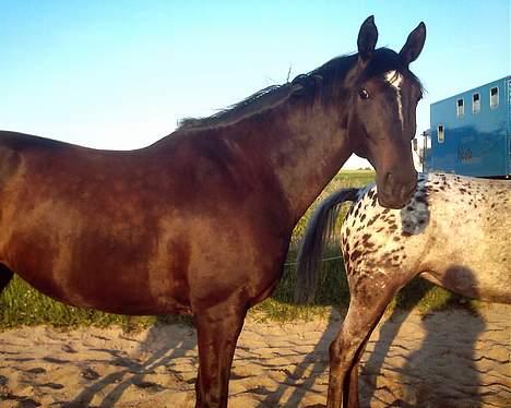 Dansk Varmblod Happy Bally (Solgt) - ih, skal jeg fotograferes? billede 8