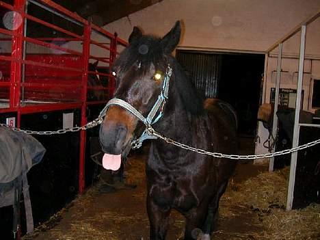 Traver Gassan Møllegård - Tosse hest ! . :P Han rækker tunge af Kamera Mandeen .. =)  billede 5