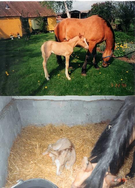 Anden særlig race Sunshine - Shiner som baby. :) øverst: 4 dage gammel. nederst: få timer gammel billede 18