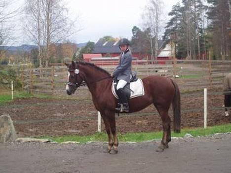 Anden særlig race Schiffer  - Meg & Schiffer på stevne i Son billede 5