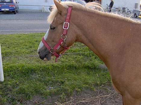 Haflinger Ichavel - MiijN Icha ..  billede 2