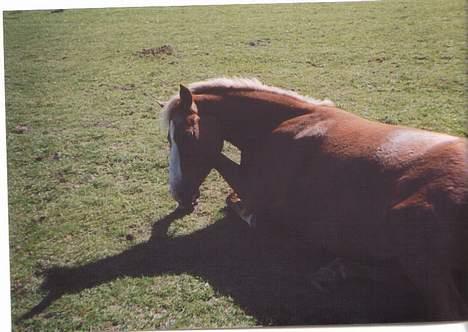 Haflinger Ichavel - Sove tryne ! .. :P  billede 4