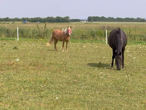 Haflinger Ichavel - Ichavel og beauty spiser græs.. :) billede 5