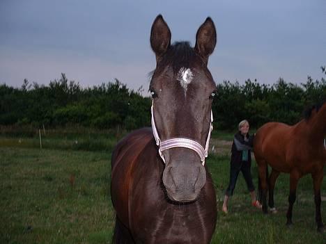 Tysk Sportspony Starlight <3 *Tøsen* *solgt* - dagen efter jeg fik hende billede 4
