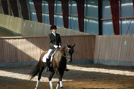 Tysk Sportspony Starlight <3 *Tøsen* *solgt* - min fine tøs 23. september billede 8