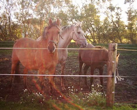 Anden særlig race Frydenhøjs Freja - Sammen med hendes 2 føl billede 11