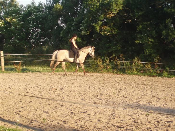 Anden særlig race Frydenhøjs Fini - Ude på min ridebane. Noget vild :) Juli 08 billede 13