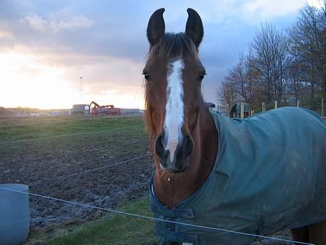 Arabisk fuldblod (OX)  ox"Sienna"  solgt - hey smukke billede 4