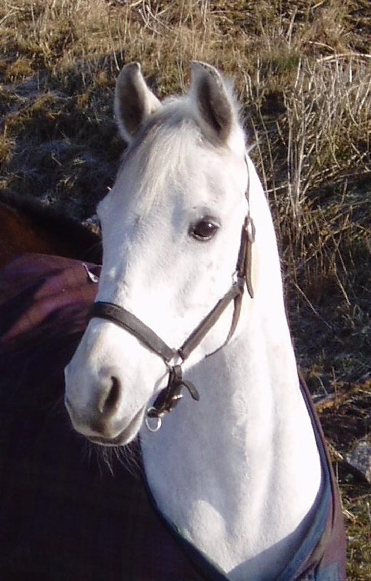 DSP | Melissa billede 1