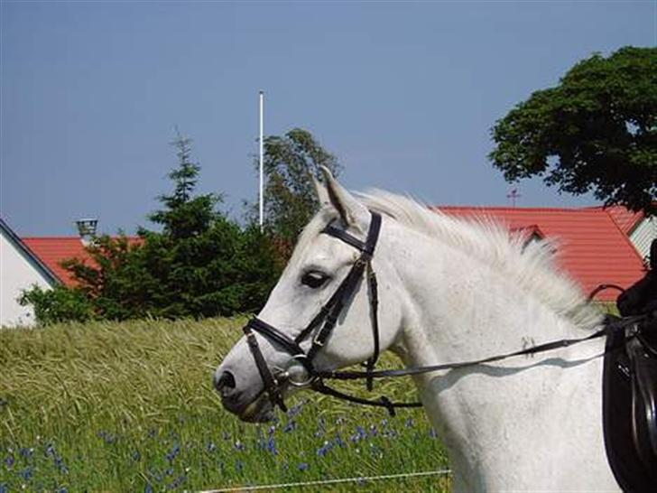 DSP | Melissa billede 2