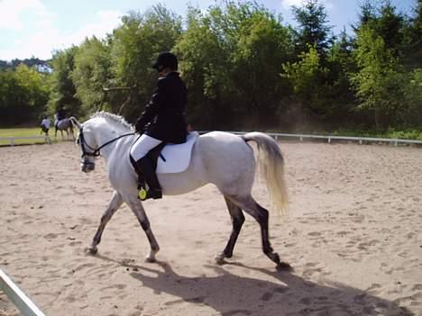 DSP | Melissa billede 3