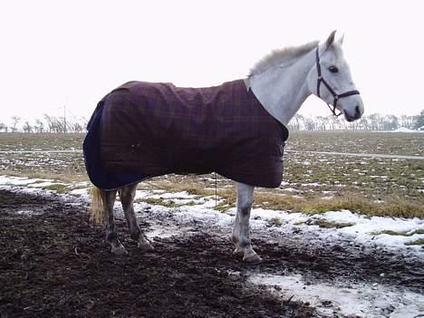 DSP | Melissa billede 4