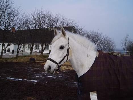 DSP | Melissa billede 5