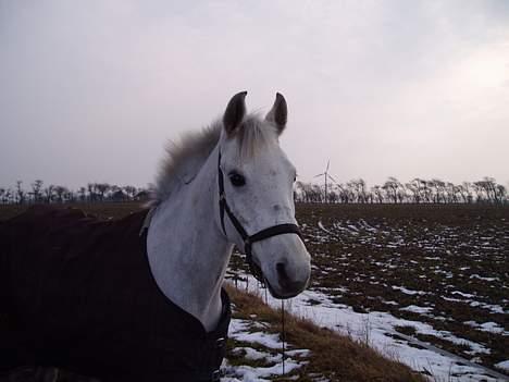 DSP | Melissa billede 6