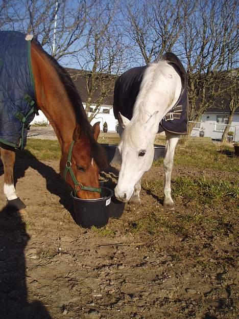 DSP | Melissa billede 7