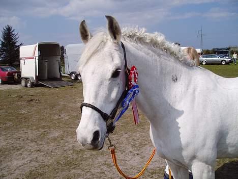 DSP | Melissa billede 8