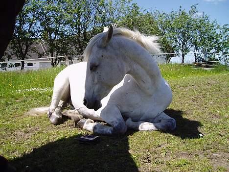 DSP | Melissa billede 9