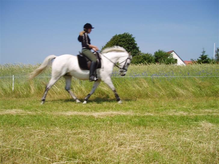 DSP | Melissa billede 11