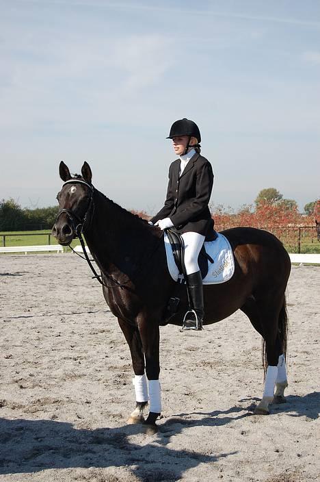 Tysk Sportspony Starlight <3 *Tøsen* *solgt* - stævne den 23. september billede 9