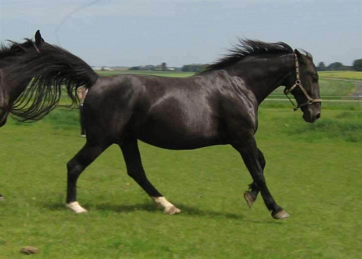 Oldenborg Bessie af Bækkeskov - *NYT* Fra d. 3. juni 2007 - Bessie i hopla ;-) billede 18