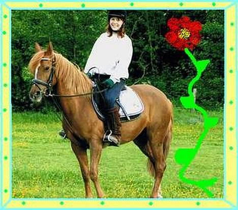 DSP Patricia*Solgt*Efterlyses - min pony på sommergræs billede 4