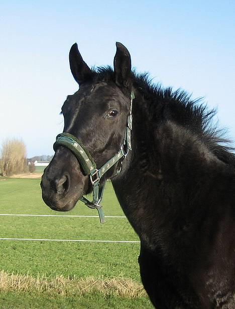 Oldenborg Cleo af Vodagergård - Fra d. 3. februar 2007 - Smukke smukke hest billede 14