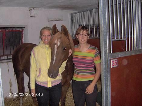 DSP Patricia*Solgt*Efterlyses - Tina lund besøger rideskolen.. billede 6