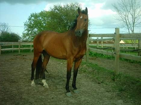 Anden særlig race Charlie (SOLGT) - Uhh mijn dejlige nye hest billede 1