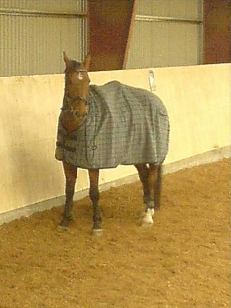 Anden særlig race Charlie (SOLGT) - Nyt billed Smuk Kan han da være.... billede 3