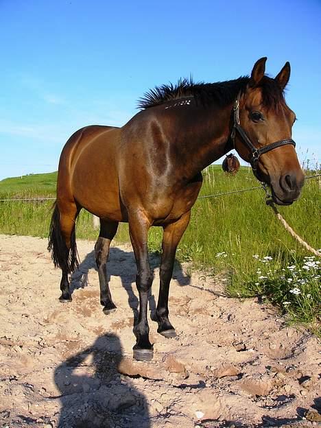 Traver Ranja Harvester - 4 juli 2005 billede 6